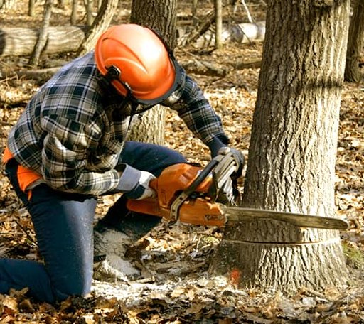 Tree Removal in Burleson, TX